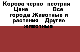 Корова черно- пестрая › Цена ­ 30 000 - Все города Животные и растения » Другие животные   . Краснодарский край,Геленджик г.